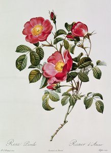Les Roses de Thory. Rosa Pumilia (litografia kolorowa) autorstwa Pierre Joseph Redouté